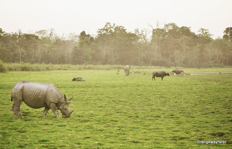 Rhino buffalo and elephant at one place