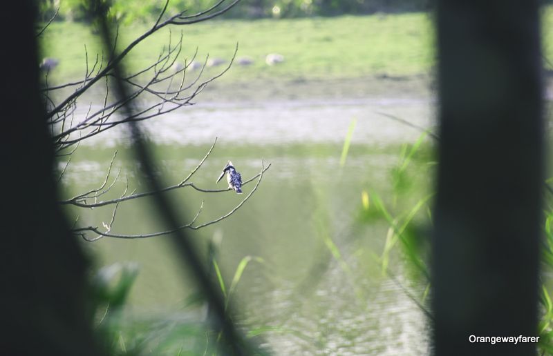 Kingfisher at Kaziranga