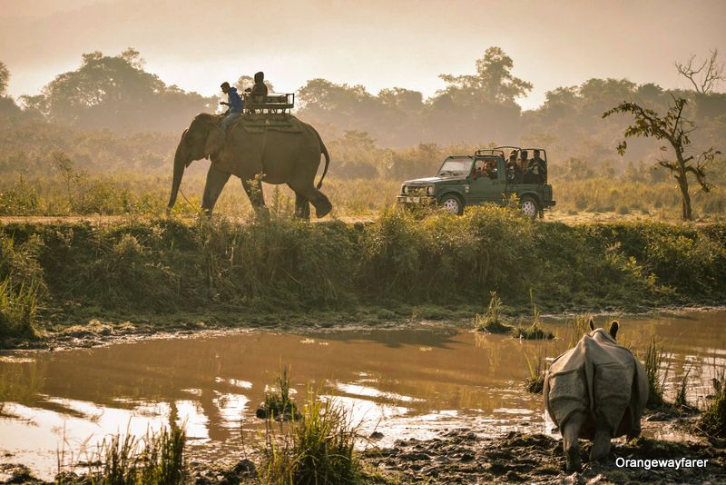 Jungle safari at kaziranga during Sunrise