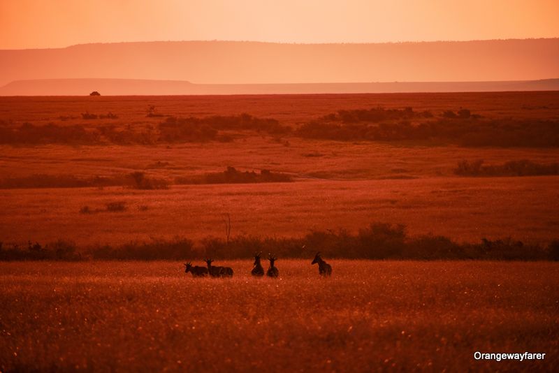 Masaimara Sunset