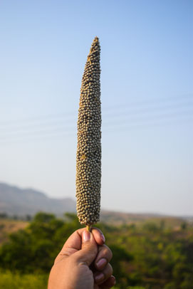 Organic millet farming near Bombay