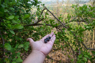 Berries collected from forest at Purushwadi