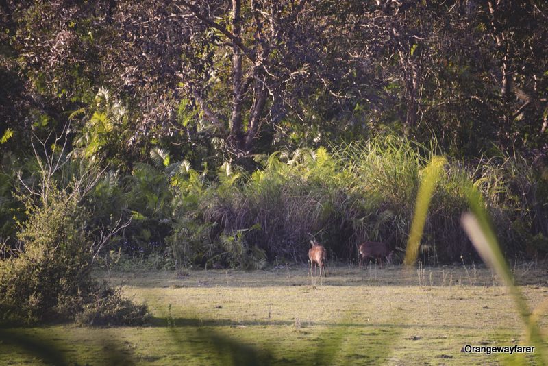 Tiger call at Kaziranga