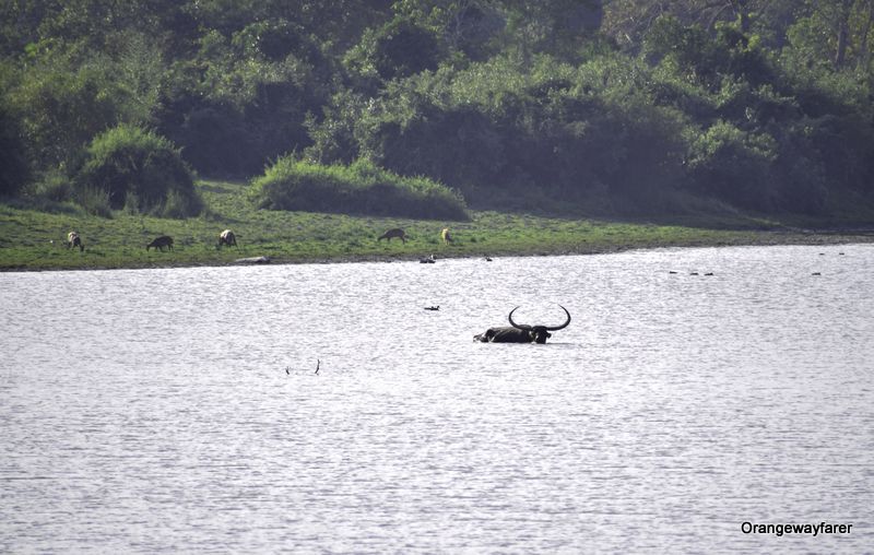 Wild Asiatic Water buffalo India