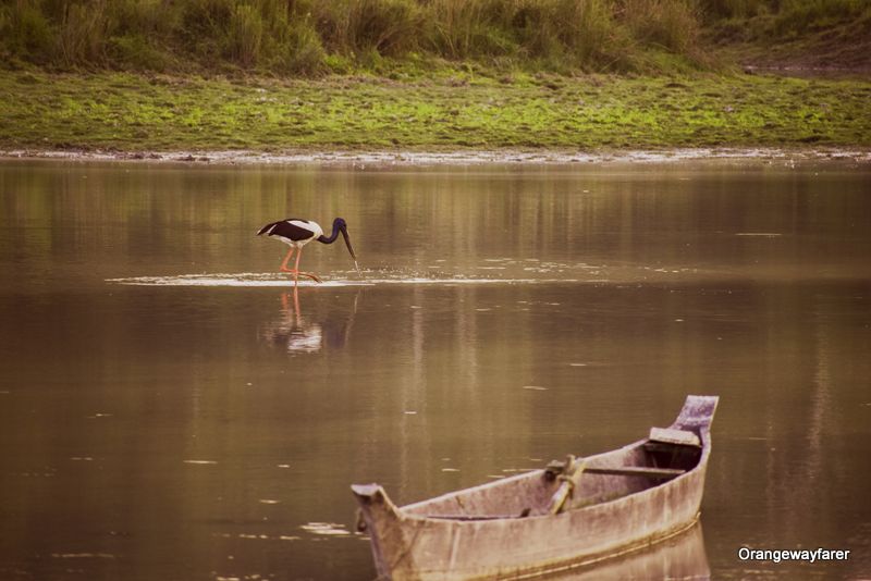 Kaziranga Birding rare birds