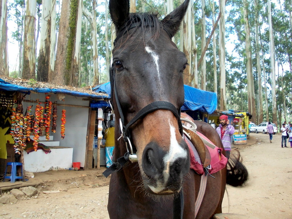 Kerala travel blogs photos