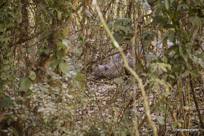 One horned rhino sleeping: Travel guide to Kaziranga