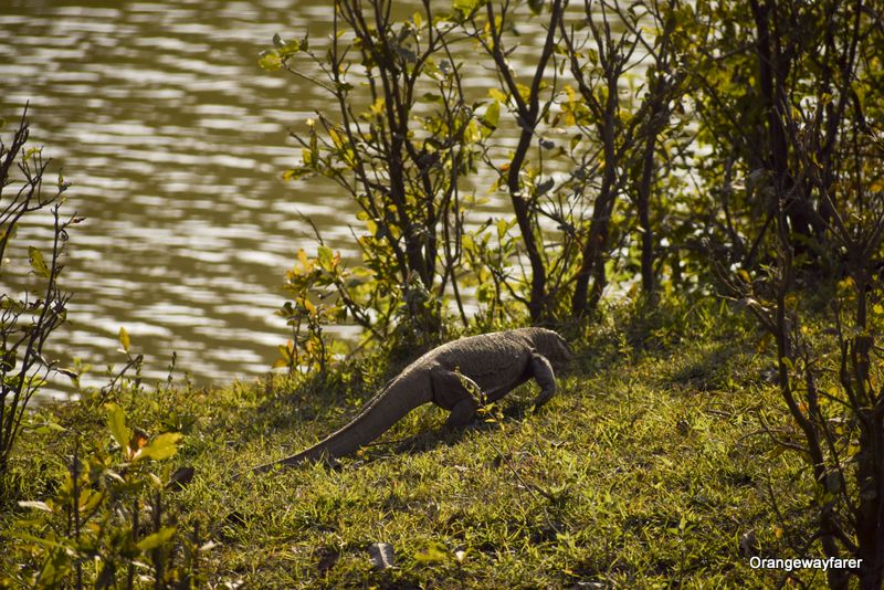 water Monitor India at Kaziranga