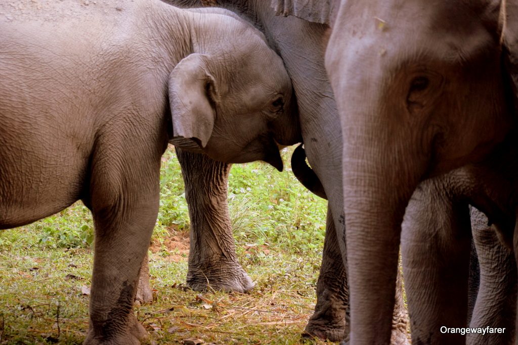 Elephant at Kaziranga