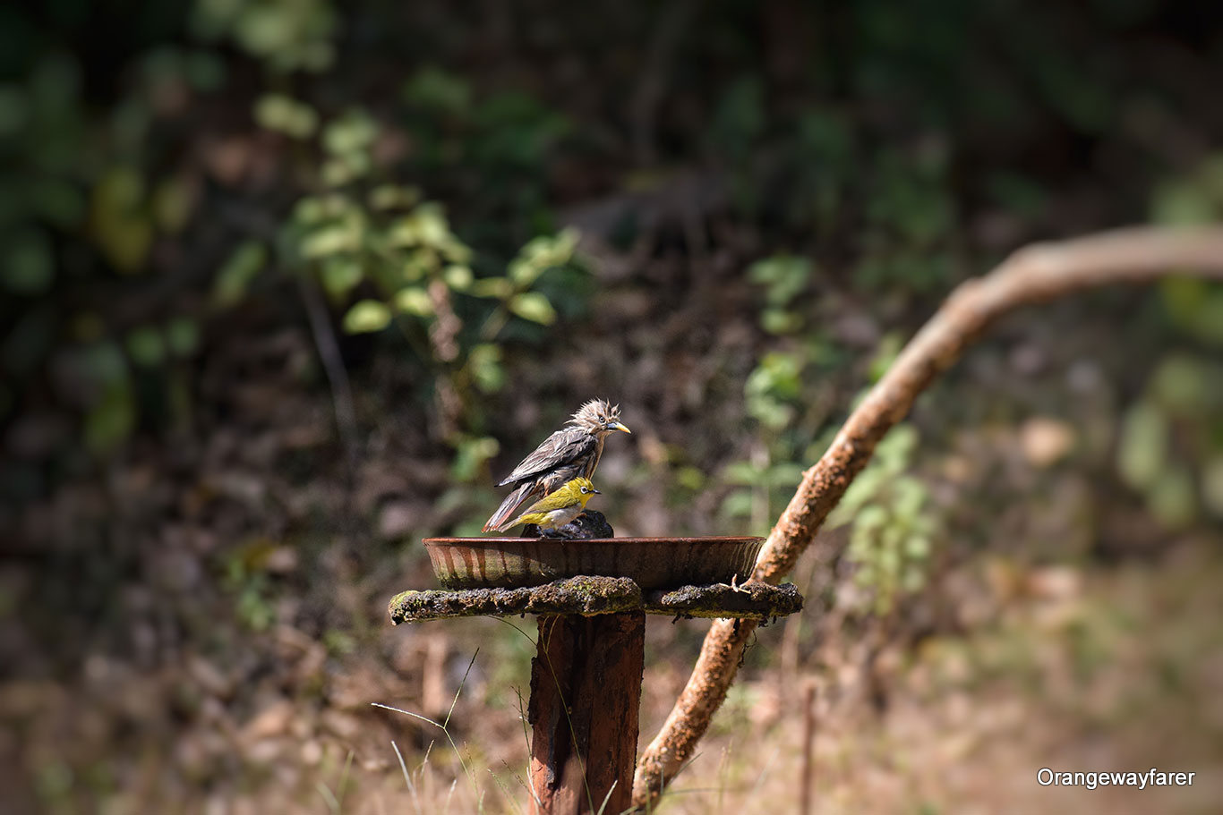 Best place to go birding in India. Birding at Dandeli. Birding at Old Magazine House. Birding places near bangalore.