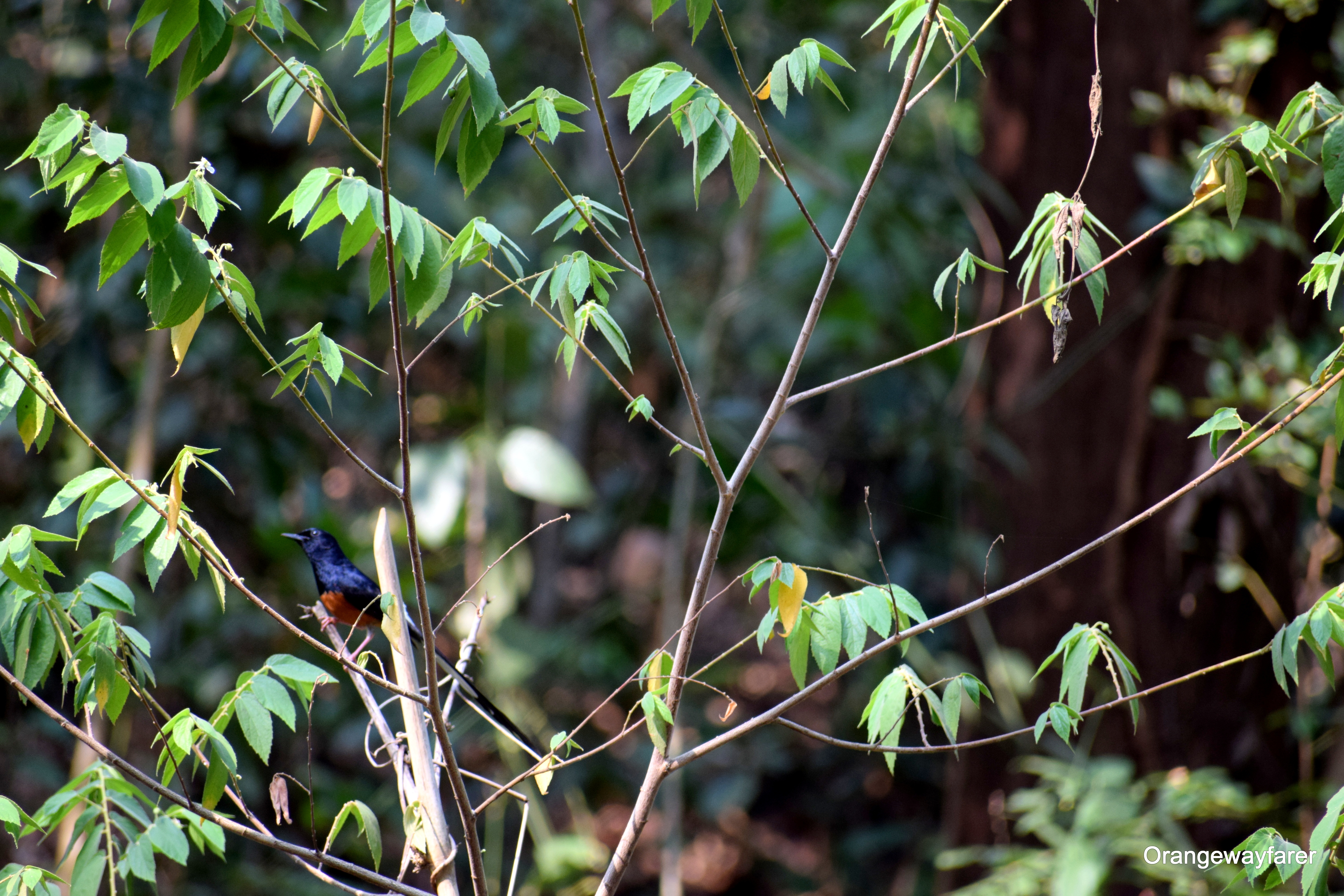 An Indian Shama at the jungle of Dandeli