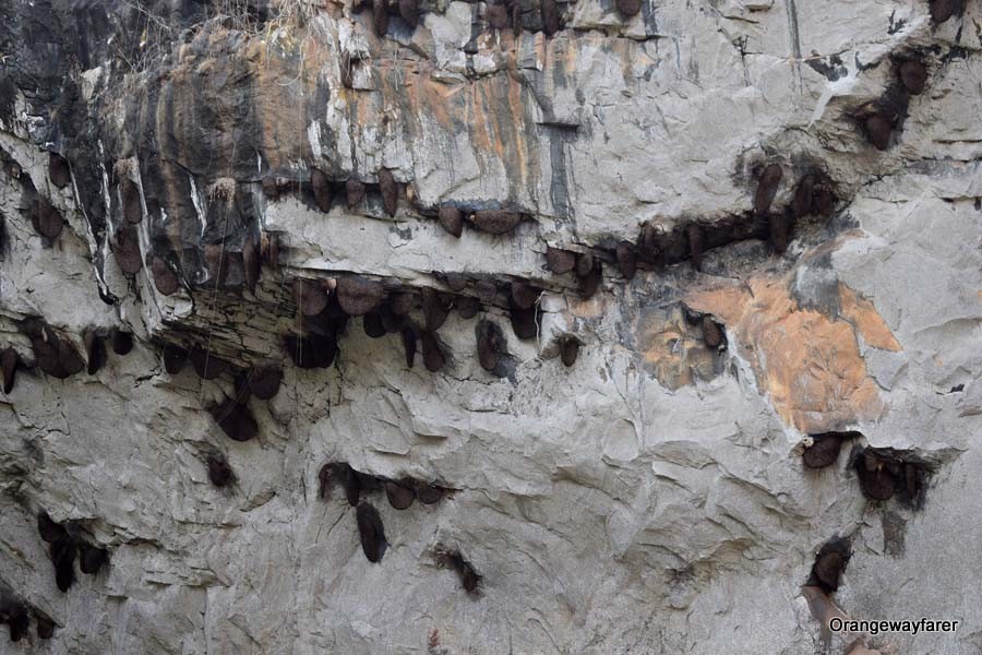 Plenty of bee hives adorning the Synteri rock, away from the grasps of human intrusion!