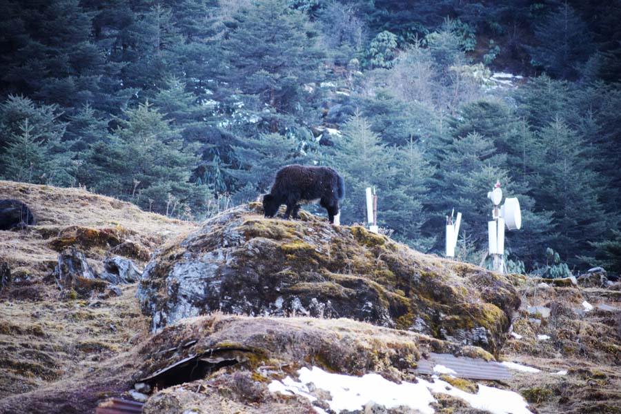 A yak at Sela Pass