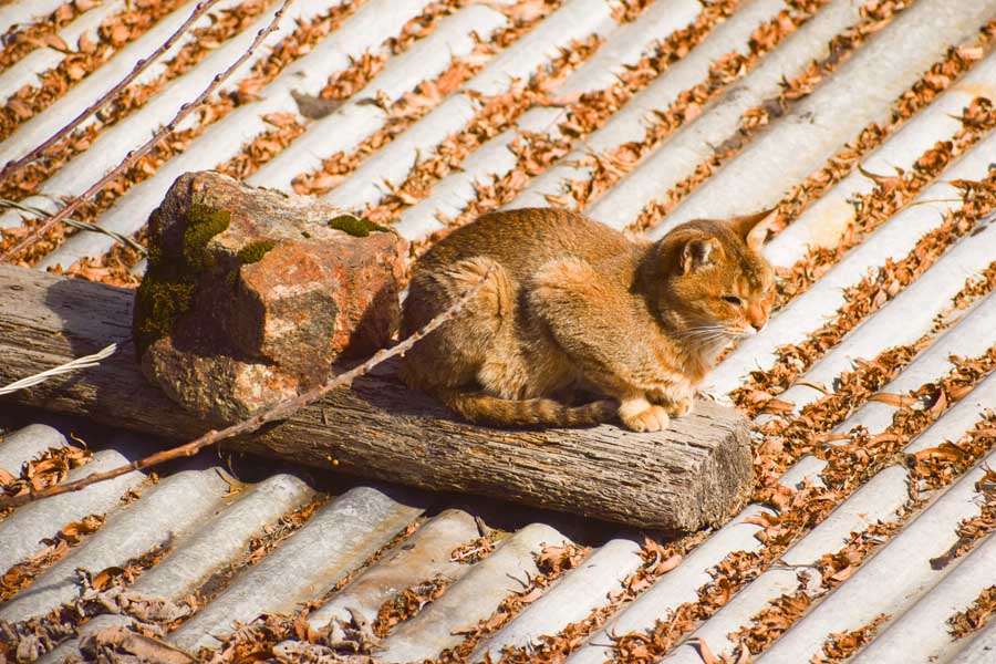 A cat in the tawang Monastery