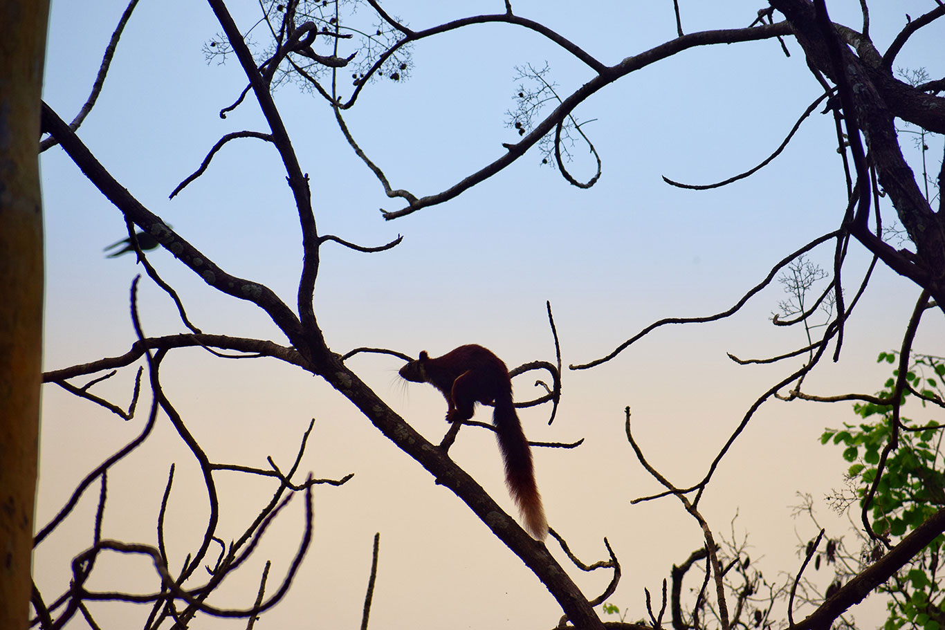 Giant Malabar Squirrel. The malabar flying squirell jumps from one branch to another. 