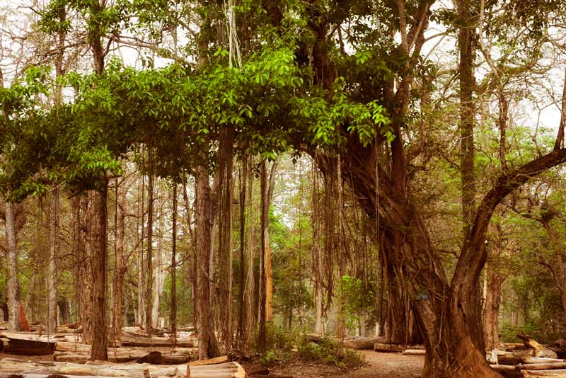 the rice paper mill at Dandeli where hornbills and other birds are sighted early morning