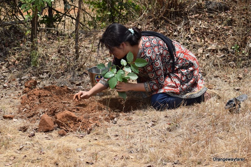 The Kanjar tree I planted and for which I have to go back to Purushwadi again and again!