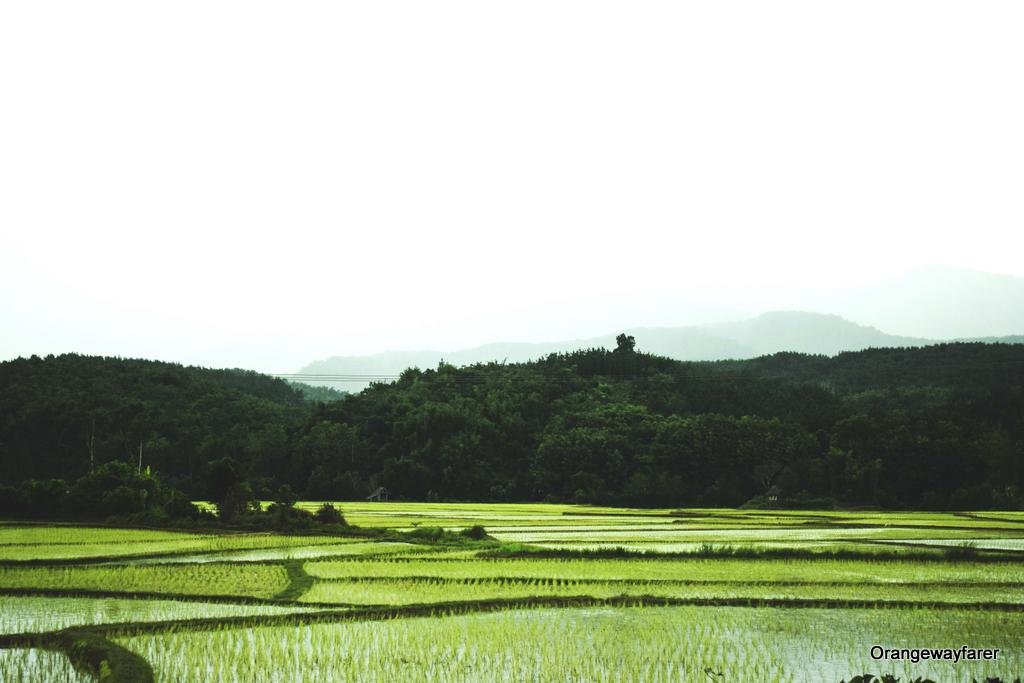 Paddy field of Luang Prabang