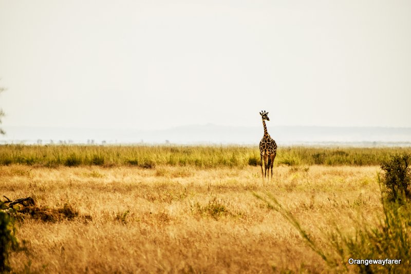 Amboseli safari