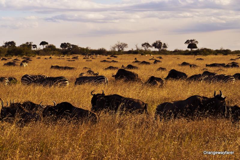 Migration in Africa. Animal sighting is easier in Masai Mara than Serengeti.