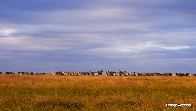 Migration in Masai Mara