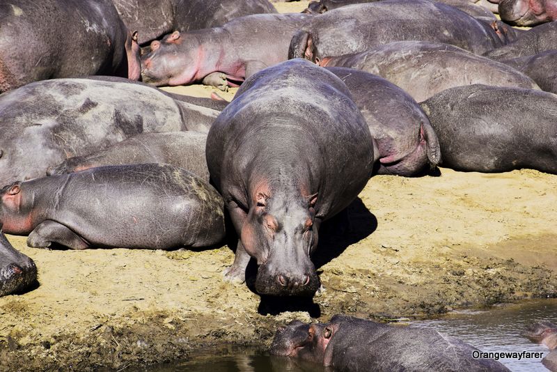 Hippo at masai mara