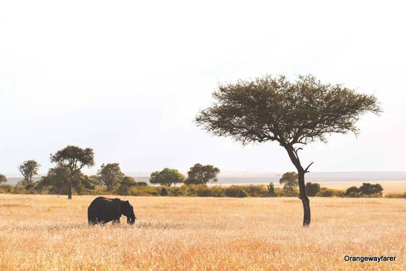 acacia tree