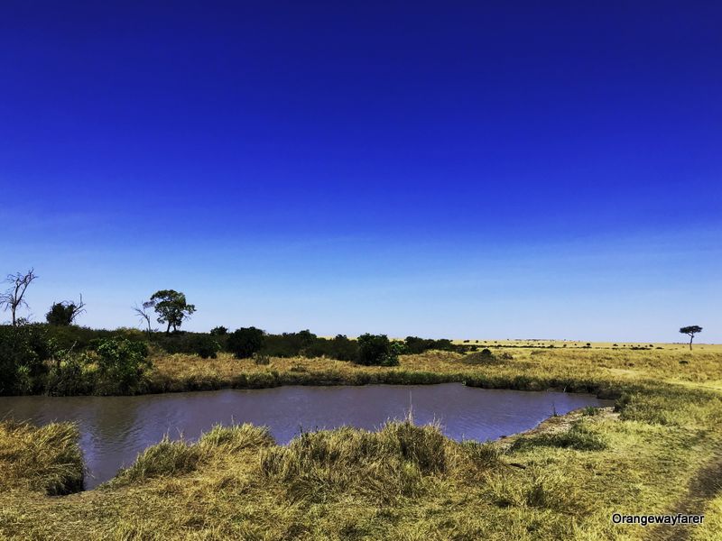 The great Migration at Masaimara