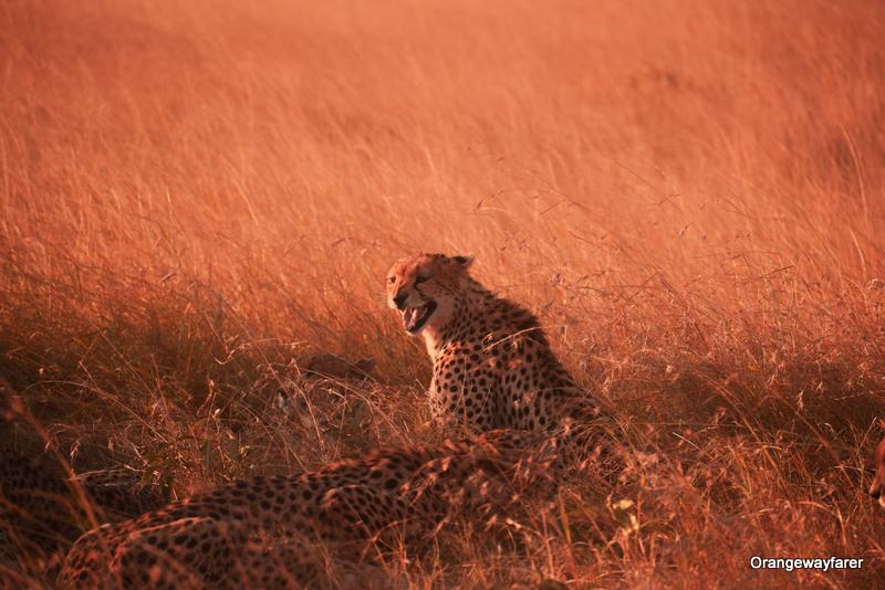 Cheetah at masai mara