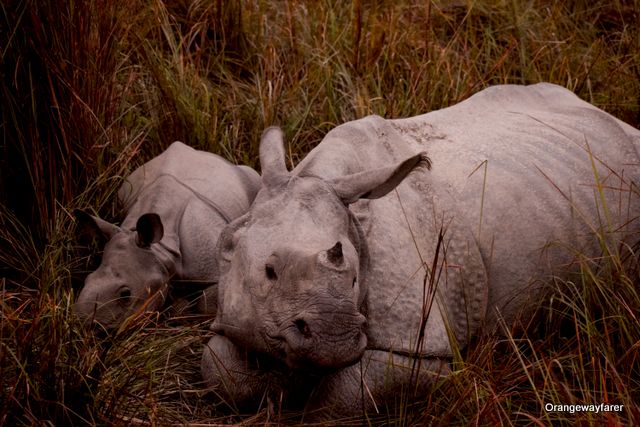 Rhino mother and calf at Kaziranga