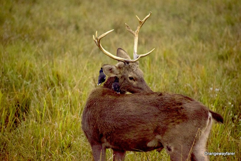 Barashinga or Swamp deer at Kaziranga National Park