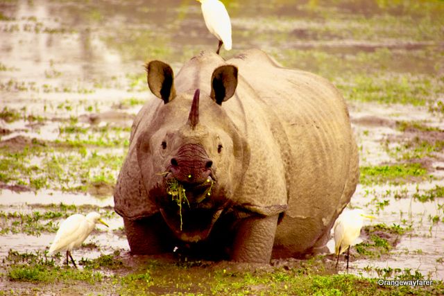 one horned Rhino at Kaziranga