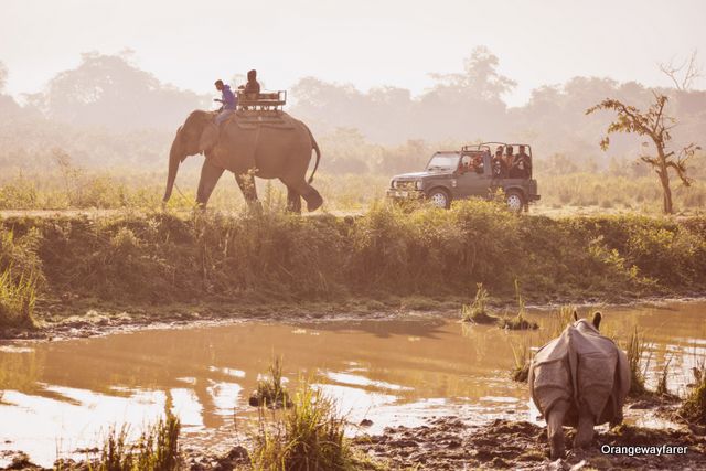 Kaziranga Morning Safari by Elephant at Western Range