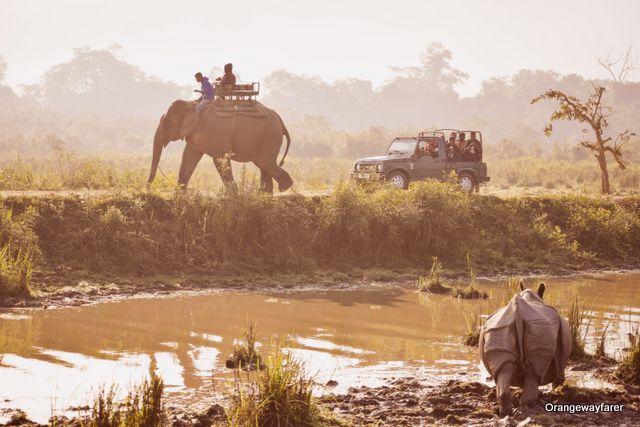 kaziranga Morning Elephant Safari