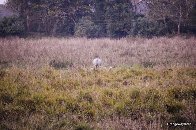 One horned rhino in Kaziranga National Park