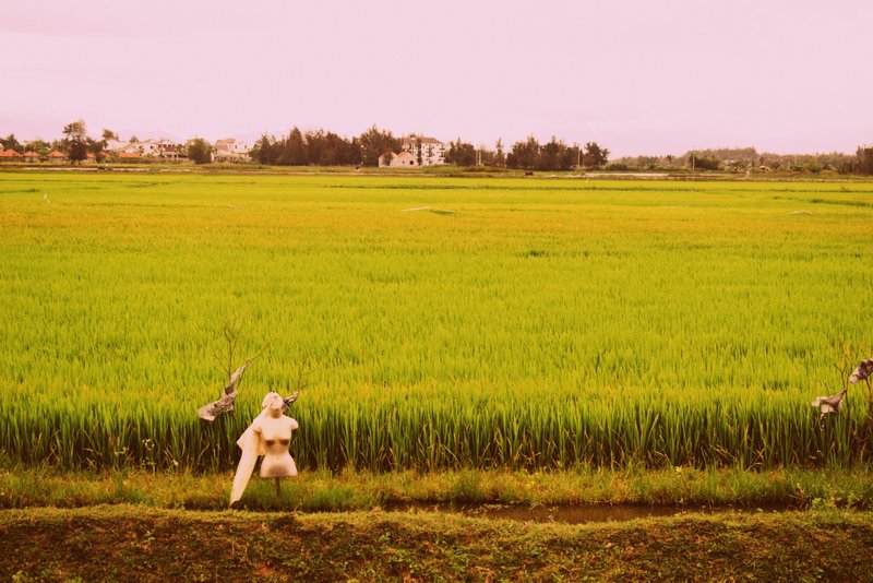 Rice Paddy fields in Hoi An