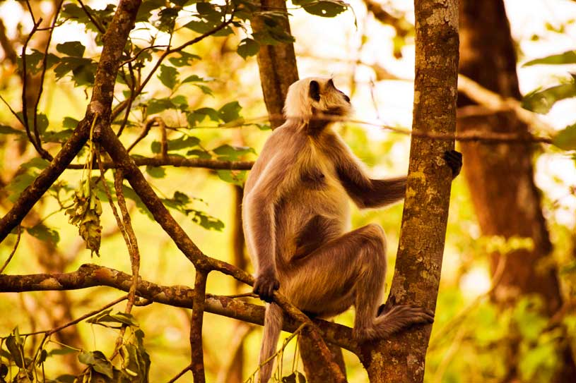 Hanuman Langur in Chitwan National Park