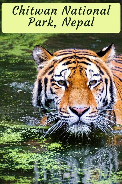 Bengal Tigers bounce back rapidly in Nepal