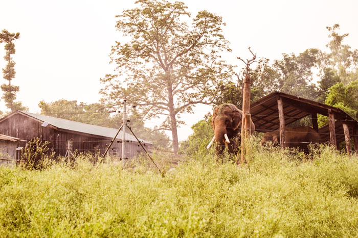 Chitwan Hatisar Elephant Breeding Cente