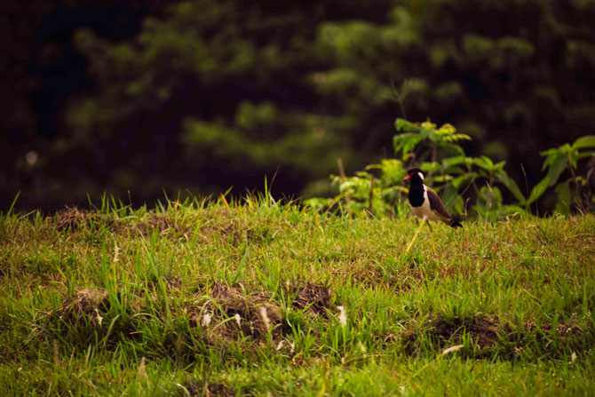 Birding at Chitwan National Park