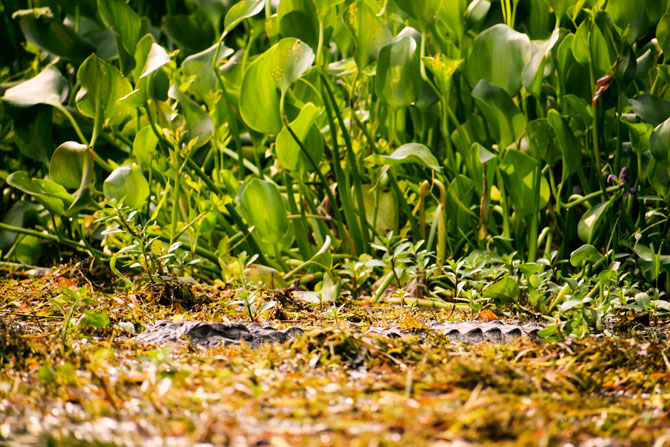 Crocodile at Chitwan National Park