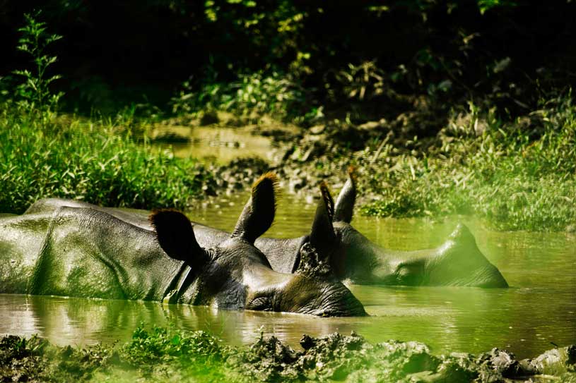 One horned rhino of Chitwan National park from Jungle walking safari