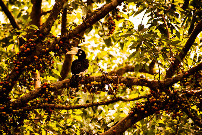 Pied Piper Hornbill, Nepal