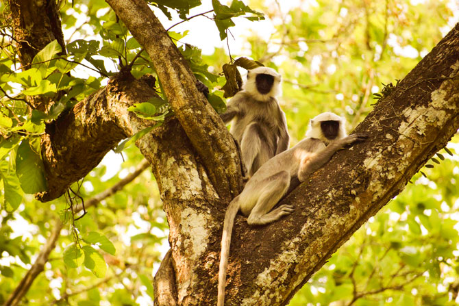 Best safari at Chitwan National Park