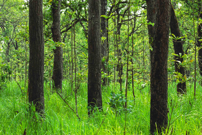 Sal forest of Chitwan National park