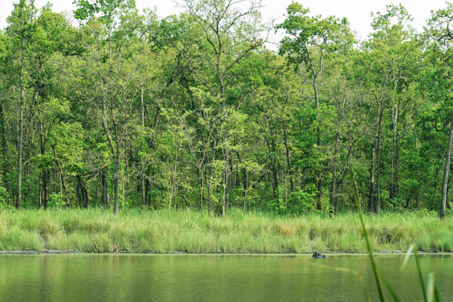 Rhino grazing in the wetland