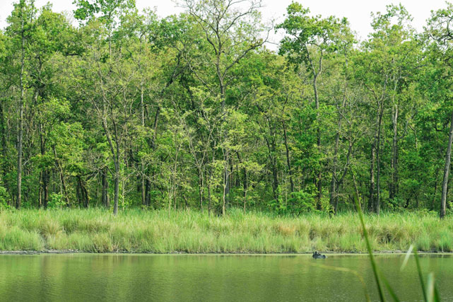 Rhino grazing in the wetland