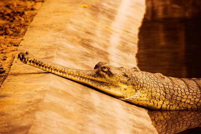 Ghariyal Conservation center at Chitwan National Park Nepal