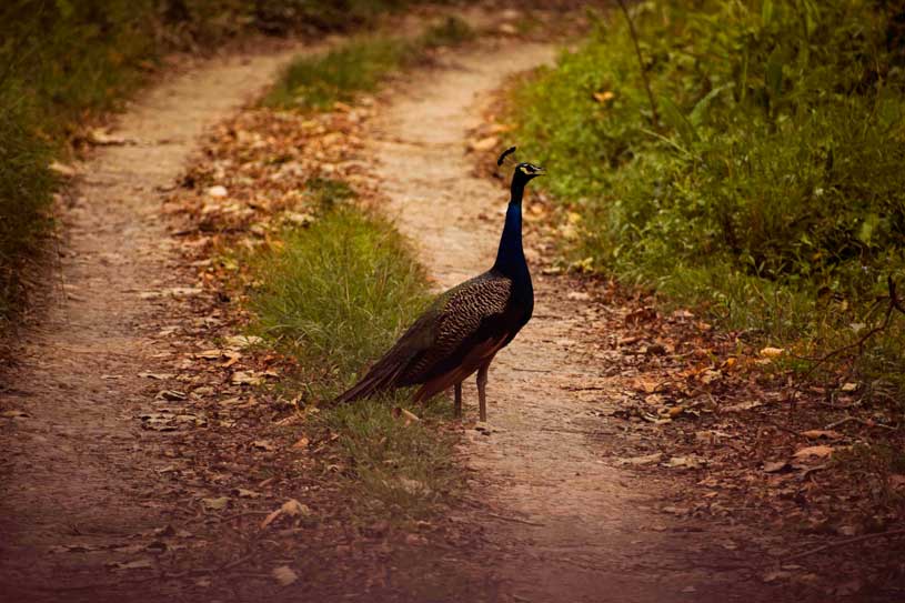 Birding at Chitwan National Park 