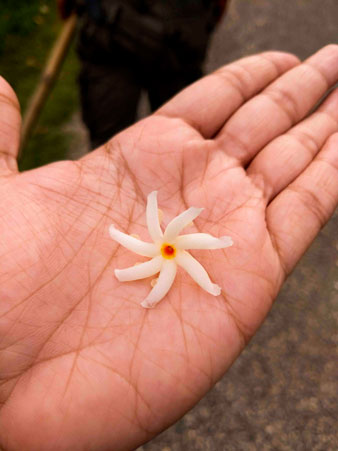 Parijat Flower nepal Shiuli Flower for Durgapuja